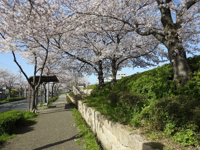 エブノ泉の森ホールの桜