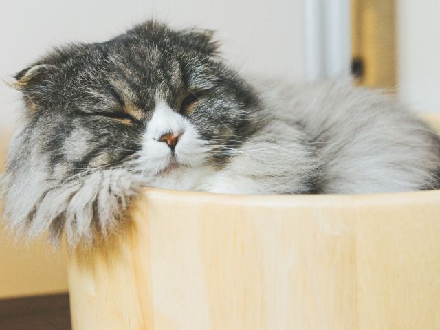고양이 카페에서 티타임 어때요?