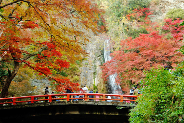 Red maples in Minoo great waterfall