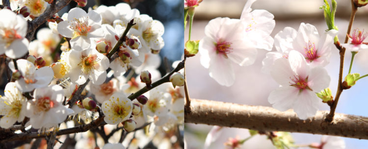 梅と桜の花びら