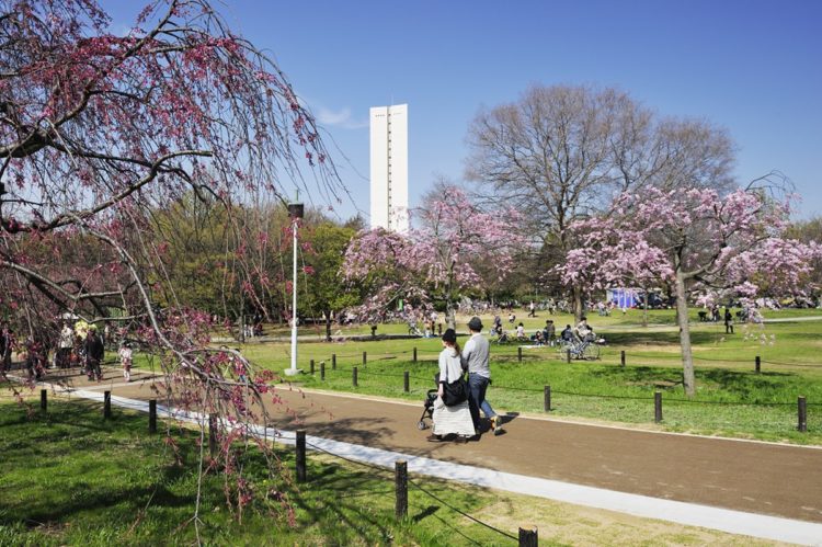 다이센공원의 벚꽃