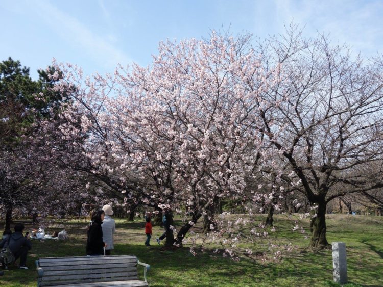 하마데라공원의 벚꽃