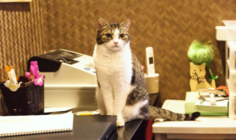 cat on the counter