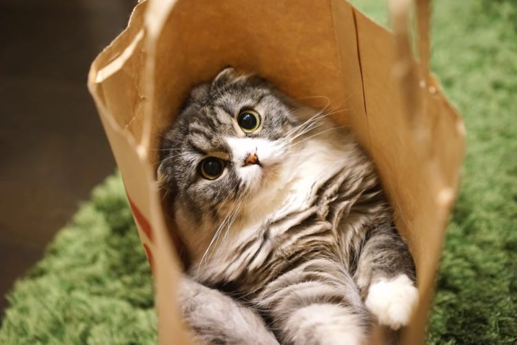 Cat in the bag