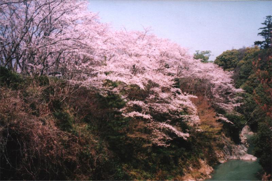 ROJI溪谷和櫻花的照片