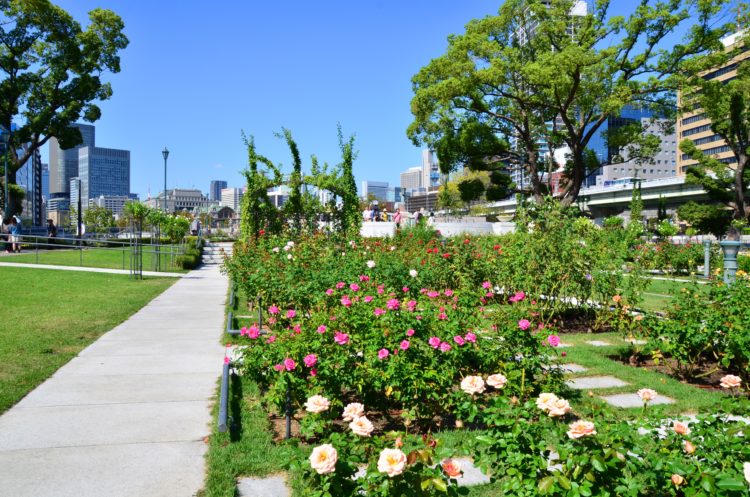 Nakanoshima Park Rose garden