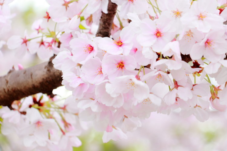 【大阪 桜名所・お花見】おすすめのスポッ