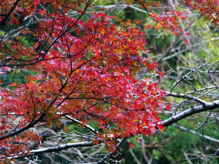 Red maples in Settsu-kyo park
