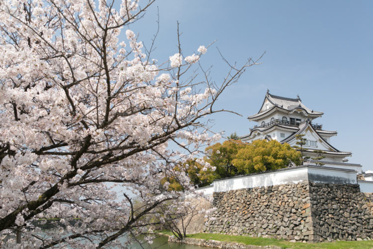 桜越しの岸和田城の写真