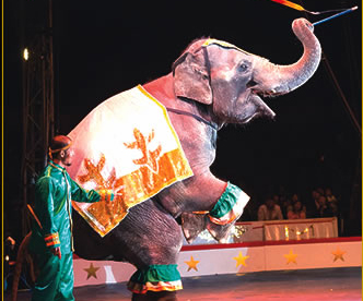 Picture of the elephant