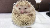 人気沸騰！！話題の『ハリネズミ』と触れ合えるお店が大阪に！オススメのポイントもご紹介。