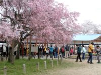 長野公園桜見ごろ & 河内長野さくらフェスタ「奥河内ミーツ・サクラ」