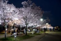 大阪狭山 桜見ごろと、夜桜ライトアップ