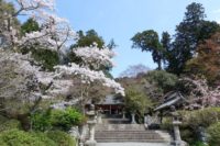 観心寺 桜の見ごろ