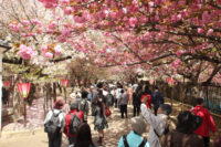 造幣局 桜の通り抜け