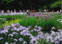 山田池公園　花しょうぶ園