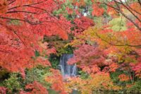 万博記念公園 紅葉まつり